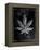 Decades Of Weed-JJ Brando-Framed Stretched Canvas