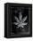 Decades Of Weed-JJ Brando-Framed Stretched Canvas