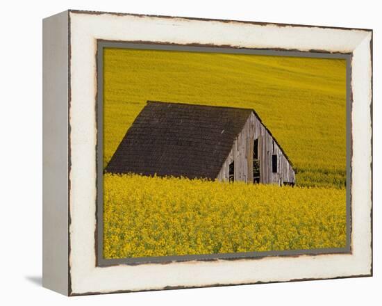 Decaying Barn and Canola Field-Darrell Gulin-Framed Premier Image Canvas