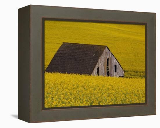 Decaying Barn and Canola Field-Darrell Gulin-Framed Premier Image Canvas