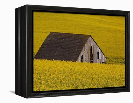 Decaying Barn and Canola Field-Darrell Gulin-Framed Premier Image Canvas