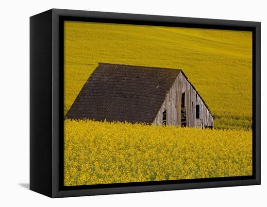 Decaying Barn and Canola Field-Darrell Gulin-Framed Premier Image Canvas