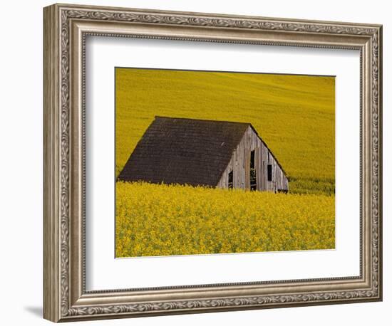 Decaying Barn and Canola Field-Darrell Gulin-Framed Photographic Print