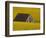 Decaying Barn and Canola Field-Darrell Gulin-Framed Photographic Print