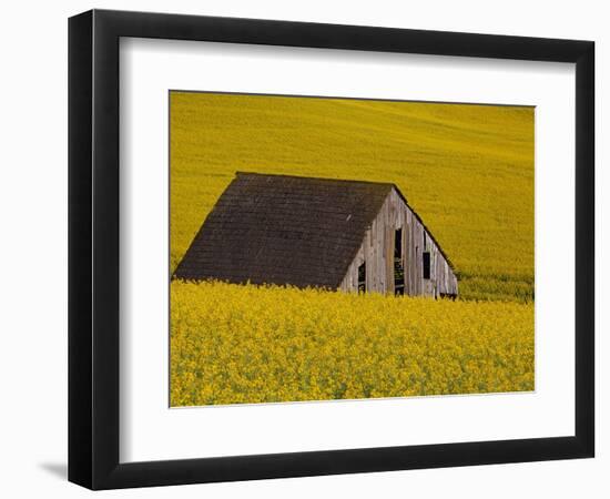 Decaying Barn and Canola Field-Darrell Gulin-Framed Photographic Print