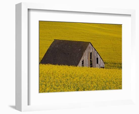 Decaying Barn and Canola Field-Darrell Gulin-Framed Photographic Print