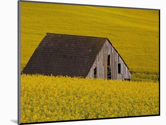 Decaying Barn and Canola Field-Darrell Gulin-Mounted Photographic Print