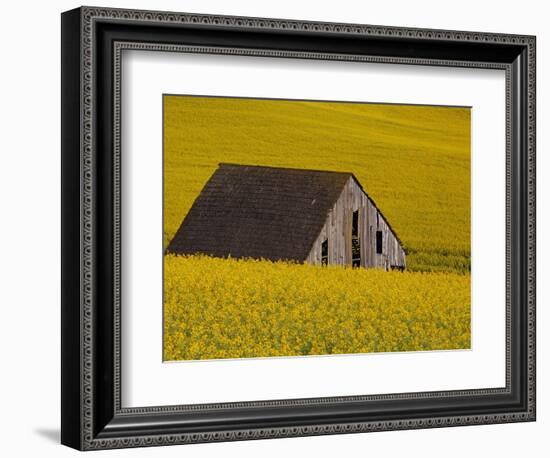 Decaying Barn and Canola Field-Darrell Gulin-Framed Photographic Print
