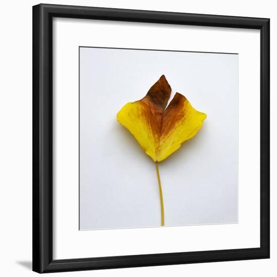 Decaying Leaf-Clive Nolan-Framed Photographic Print