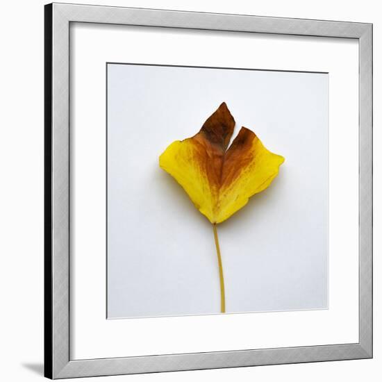 Decaying Leaf-Clive Nolan-Framed Photographic Print