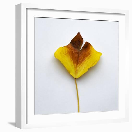 Decaying Leaf-Clive Nolan-Framed Photographic Print