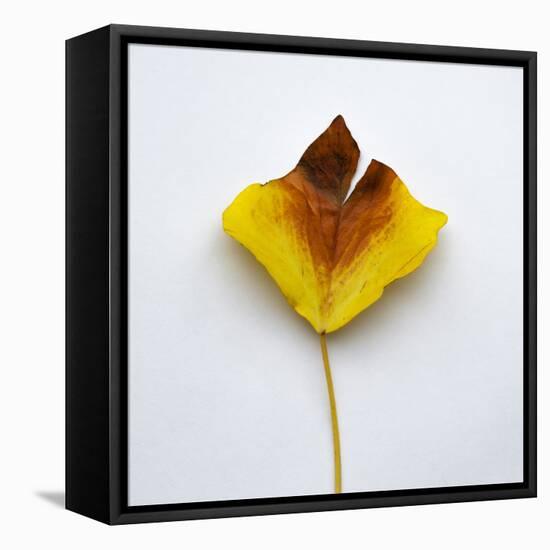 Decaying Leaf-Clive Nolan-Framed Premier Image Canvas