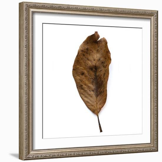 Decaying Leaf-Clive Nolan-Framed Photographic Print