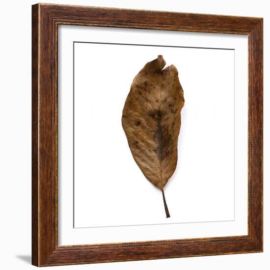 Decaying Leaf-Clive Nolan-Framed Photographic Print