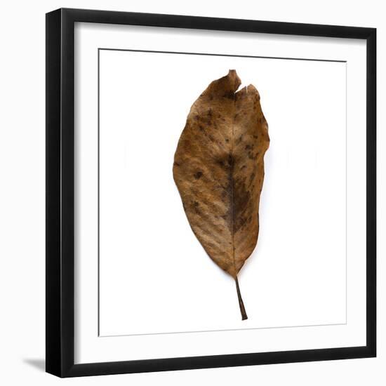 Decaying Leaf-Clive Nolan-Framed Photographic Print