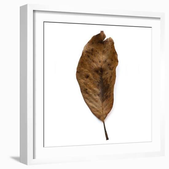 Decaying Leaf-Clive Nolan-Framed Photographic Print