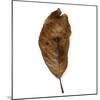 Decaying Leaf-Clive Nolan-Mounted Photographic Print