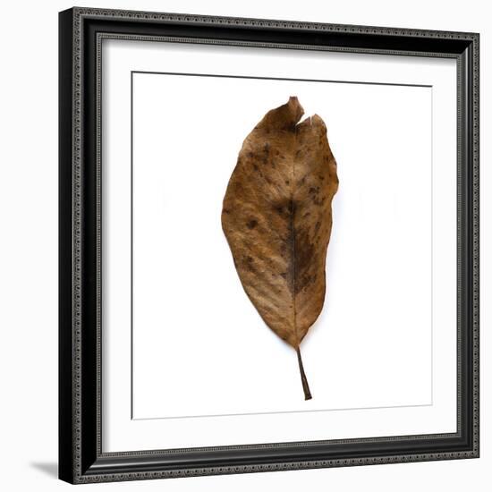 Decaying Leaf-Clive Nolan-Framed Photographic Print