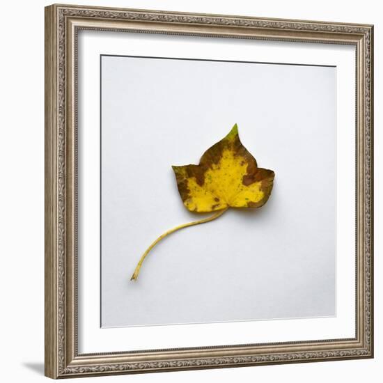 Decaying Leaf-Clive Nolan-Framed Photographic Print