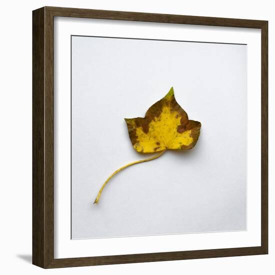 Decaying Leaf-Clive Nolan-Framed Photographic Print