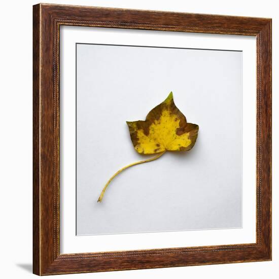 Decaying Leaf-Clive Nolan-Framed Photographic Print