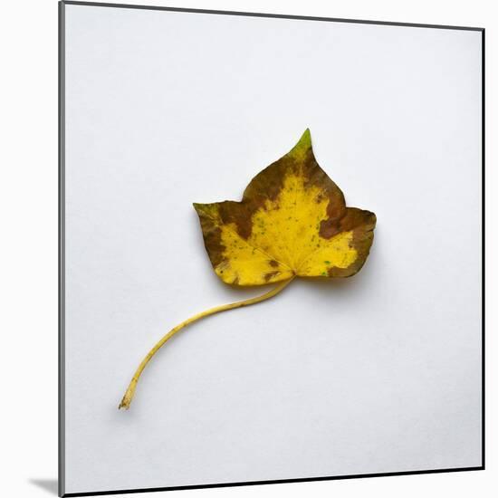 Decaying Leaf-Clive Nolan-Mounted Photographic Print