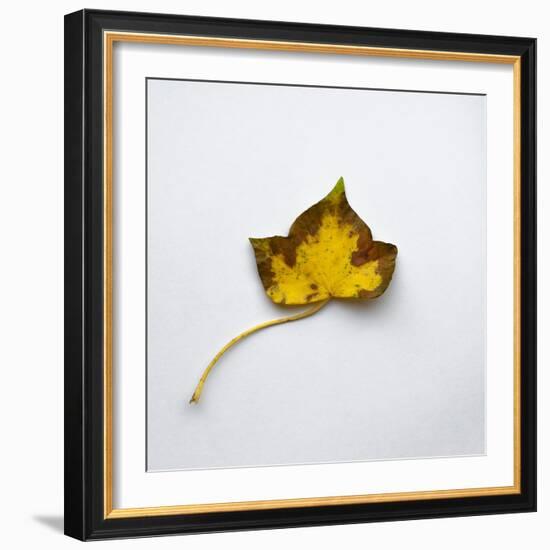 Decaying Leaf-Clive Nolan-Framed Photographic Print