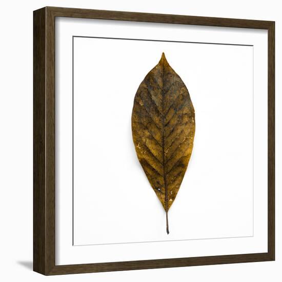 Decaying Leaf-Clive Nolan-Framed Photographic Print