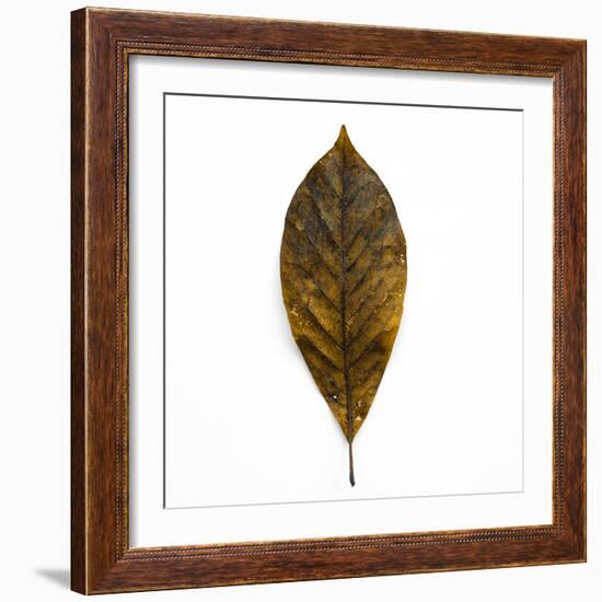 Decaying Leaf-Clive Nolan-Framed Photographic Print