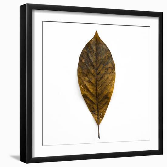 Decaying Leaf-Clive Nolan-Framed Photographic Print