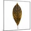 Decaying Leaf-Clive Nolan-Mounted Photographic Print