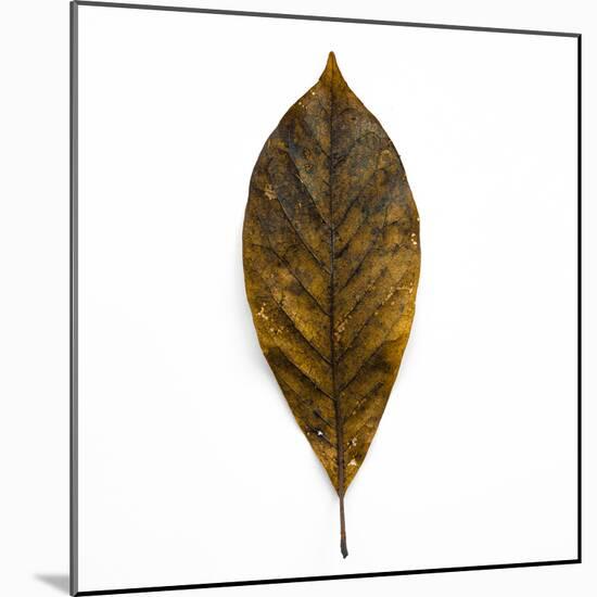 Decaying Leaf-Clive Nolan-Mounted Photographic Print