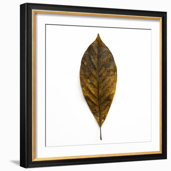 Decaying Leaf-Clive Nolan-Framed Photographic Print