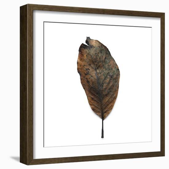 Decaying Leaf-Clive Nolan-Framed Photographic Print