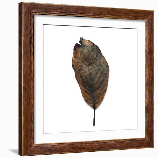 Decaying Leaf-Clive Nolan-Framed Photographic Print