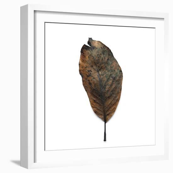 Decaying Leaf-Clive Nolan-Framed Photographic Print