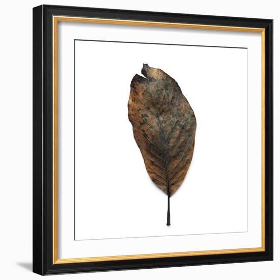 Decaying Leaf-Clive Nolan-Framed Photographic Print