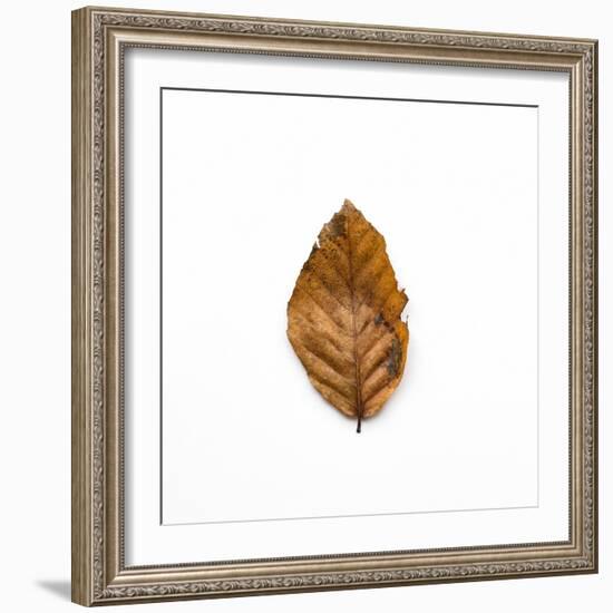 Decaying Leaf-Clive Nolan-Framed Photographic Print