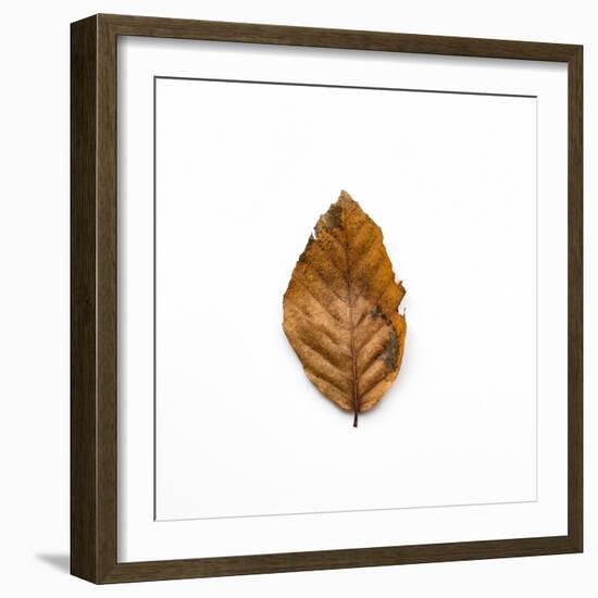 Decaying Leaf-Clive Nolan-Framed Photographic Print