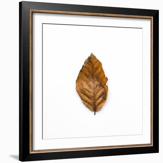 Decaying Leaf-Clive Nolan-Framed Photographic Print