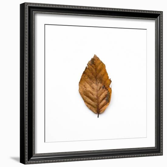 Decaying Leaf-Clive Nolan-Framed Photographic Print