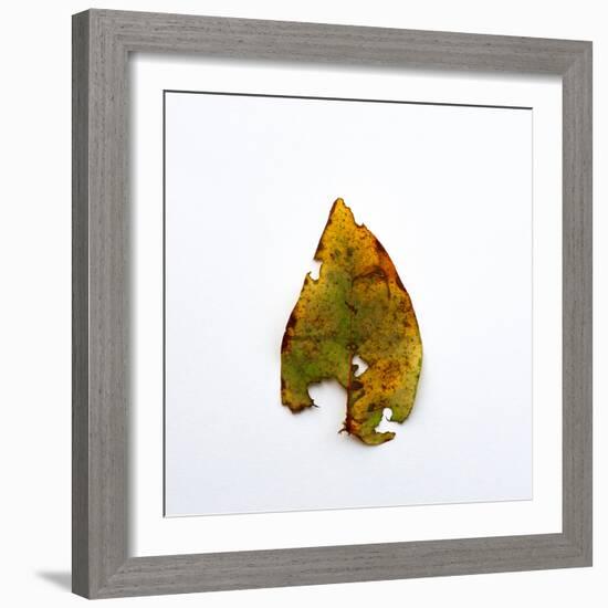 Decaying Leaf-Clive Nolan-Framed Photographic Print