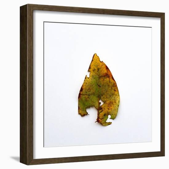 Decaying Leaf-Clive Nolan-Framed Photographic Print