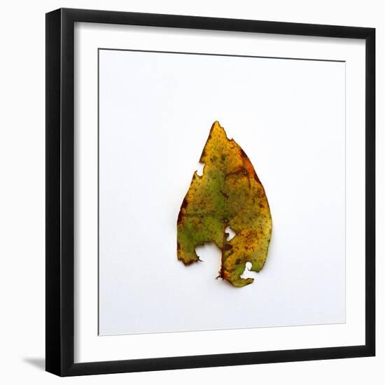 Decaying Leaf-Clive Nolan-Framed Photographic Print