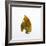 Decaying Leaf-Clive Nolan-Framed Photographic Print