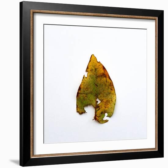 Decaying Leaf-Clive Nolan-Framed Photographic Print