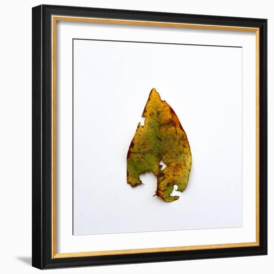 Decaying Leaf-Clive Nolan-Framed Photographic Print