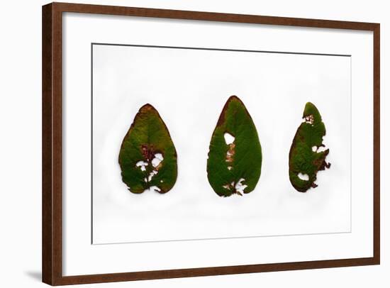 Decaying Leaf-Clive Nolan-Framed Photographic Print