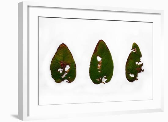 Decaying Leaf-Clive Nolan-Framed Photographic Print