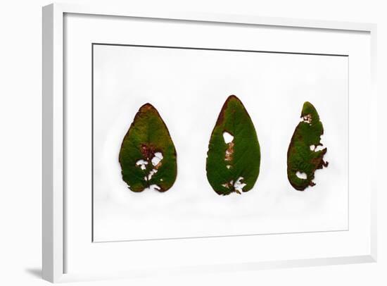 Decaying Leaf-Clive Nolan-Framed Photographic Print